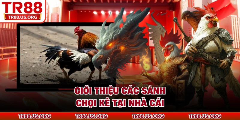 Giới thiệu các sảnh chọi kê tại nhà cái TR88
